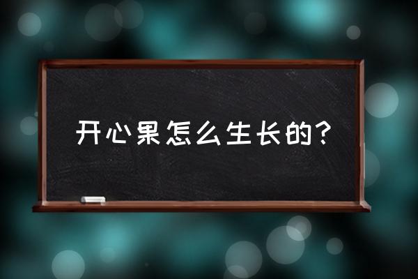 为什么中国不能种开心果 开心果怎么生长的？