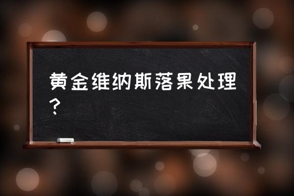 正宗维纳斯黄金苹果树苗 黄金维纳斯落果处理？