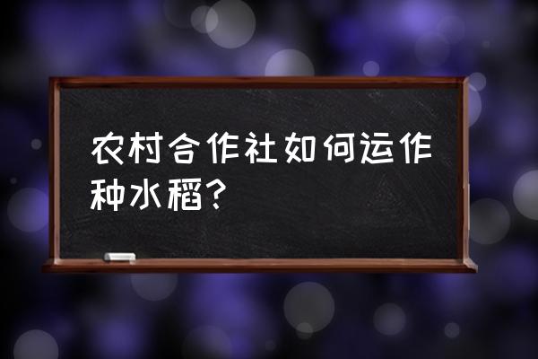 农业合作社是怎样运营的呢 农村合作社如何运作种水稻？