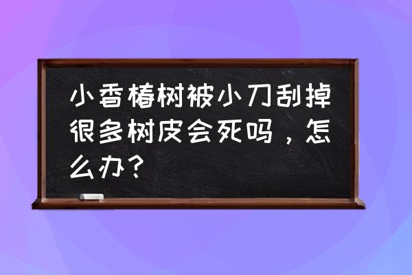 香椿树虫子怎么去除 小香椿树被小刀刮掉很多树皮会死吗，怎么办？