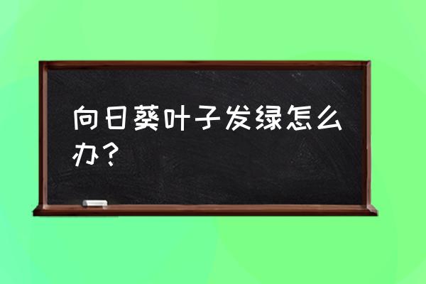 可爱向日葵的叶子的画法 向日葵叶子发绿怎么办？