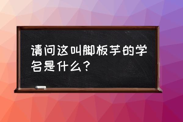 脚板薯炖猪蹄的做法 请问这叫脚板芋的学名是什么？