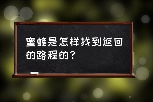 二次认巢最快方法 蜜蜂是怎样找到返回的路程的？