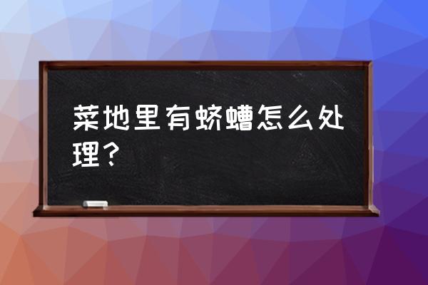 金龟子虫害怎么消除 菜地里有蛴螬怎么处理？