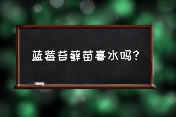 蓝莓苗怎么才能栽种成活茁壮成长 蓝莓苔藓苗喜水吗？