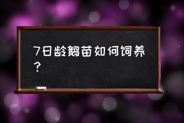 养小鸭苗最好的方法 7日龄鹅苗如何饲养？