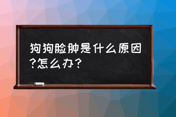 蜂针怎么处理好得快 狗狗脸肿是什么原因?怎么办？