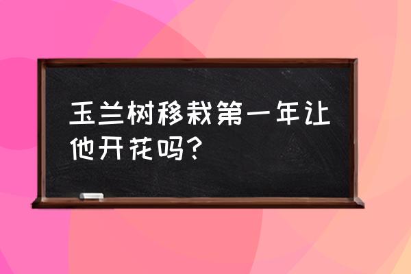 刚买的白玉兰树苗怎么养 玉兰树移栽第一年让他开花吗？