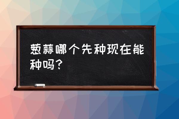 白露后种葱还是秋分种葱好 葱蒜哪个先种现在能种吗？