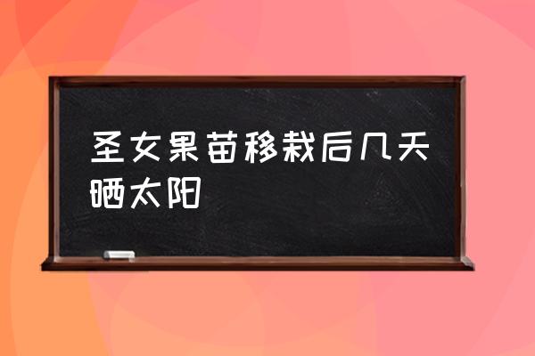 圣女果管理方法和注意事项 圣女果苗移栽后几天晒太阳