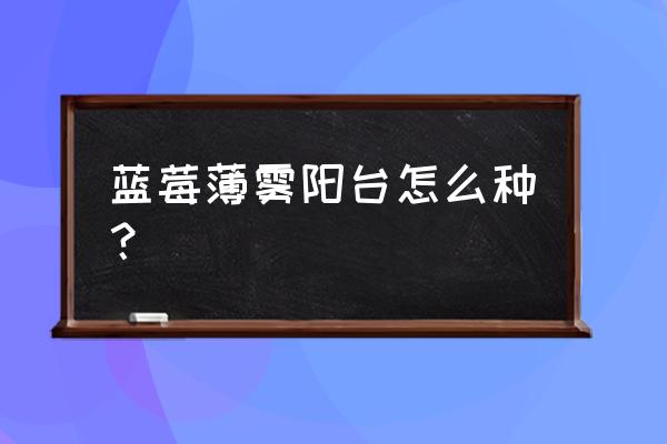 阳台种什么蓝莓最好 蓝莓薄雾阳台怎么种？