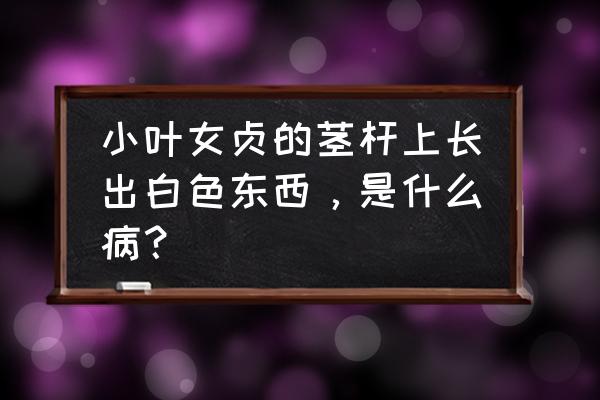 白点风克星 小叶女贞的茎杆上长出白色东西，是什么病？