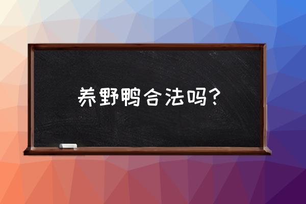 野鸭怎么养殖最好 养野鸭合法吗？