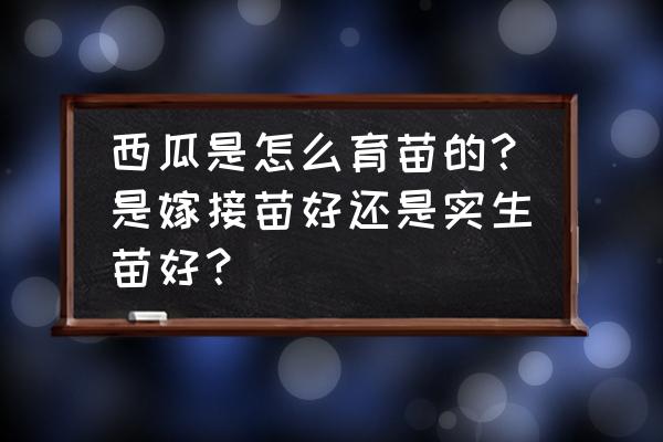 育苗时西瓜苗用什么肥料 西瓜是怎么育苗的？是嫁接苗好还是实生苗好？