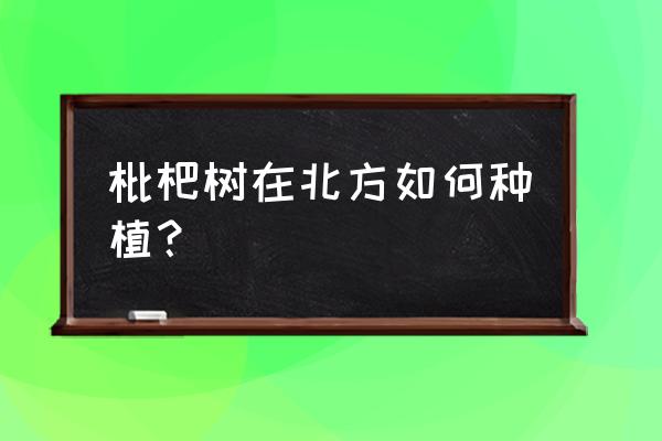 北方唯一常绿的果树枇杷 枇杷树在北方如何种植？