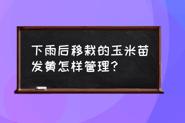 玉米水淹后发黄打什么农药 下雨后移栽的玉米苗发黄怎样管理？