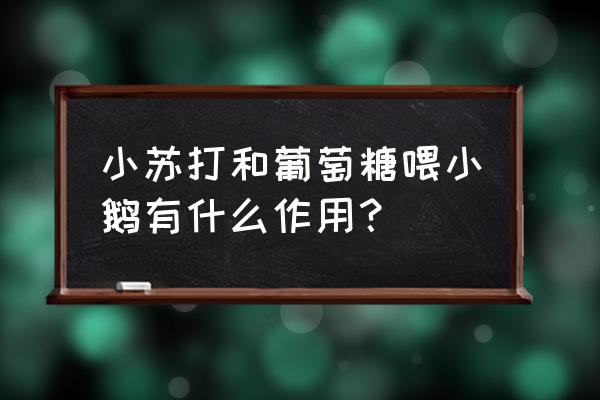 喂鹅玉米怎么搭配营养最好 小苏打和葡萄糖喂小鹅有什么作用？