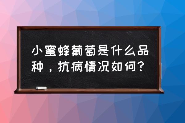 葡萄怎么防止受蜂害 小蜜蜂葡萄是什么品种，抗病情况如何？