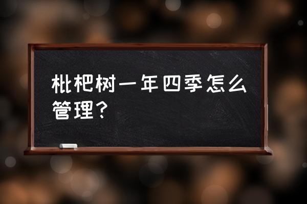 枇杷树苗是怎样培育的 枇杷树一年四季怎么管理？