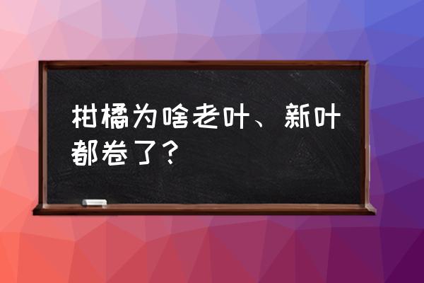 柑橘新叶发黄分析图 柑橘为啥老叶、新叶都卷了？