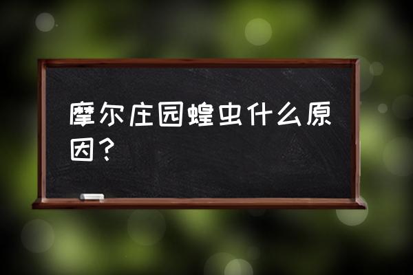 摩尔庄园手游为啥会爆火 摩尔庄园蝗虫什么原因？