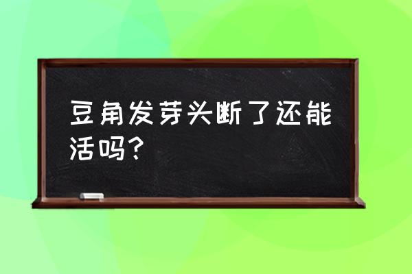 豆角发芽全过程 豆角发芽头断了还能活吗？