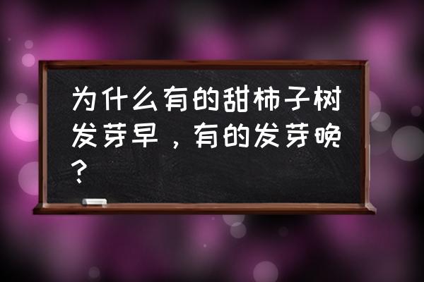 柿子树春天不发芽是不是死了 为什么有的甜柿子树发芽早，有的发芽晚？