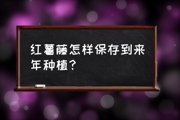 红薯叶怎么保存到冬天不变黄 红薯藤怎样保存到来年种植？