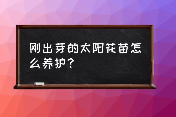 初养要掌握三个要点 刚出芽的太阳花苗怎么养护？