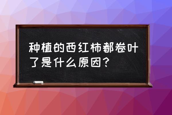 西红柿枯萎病如何防治 种植的西红柿都卷叶了是什么原因？