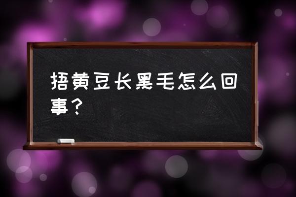 黄豆是怎么生长出来的过程 捂黄豆长黑毛怎么回事？