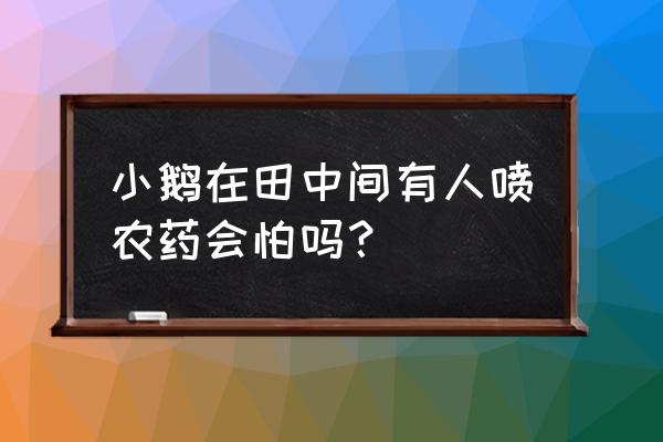 养鹅必备十大疾病 小鹅在田中间有人喷农药会怕吗？