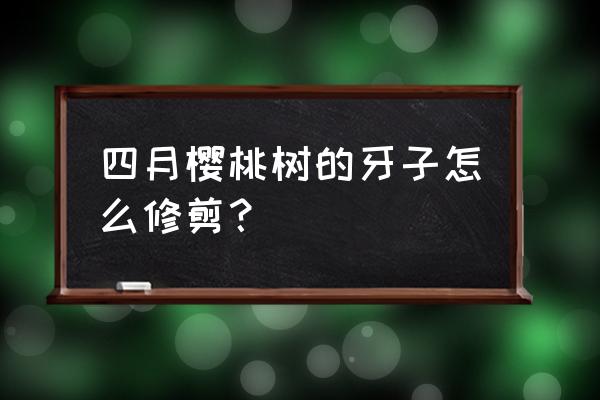 麦秆菊怎么修剪 四月樱桃树的牙子怎么修剪？