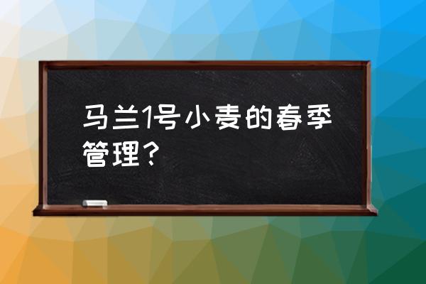 今年小麦吸浆虫的最佳防治时期 马兰1号小麦的春季管理？