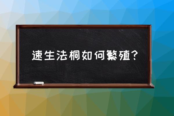 法桐栽植技术 速生法桐如何繁殖？