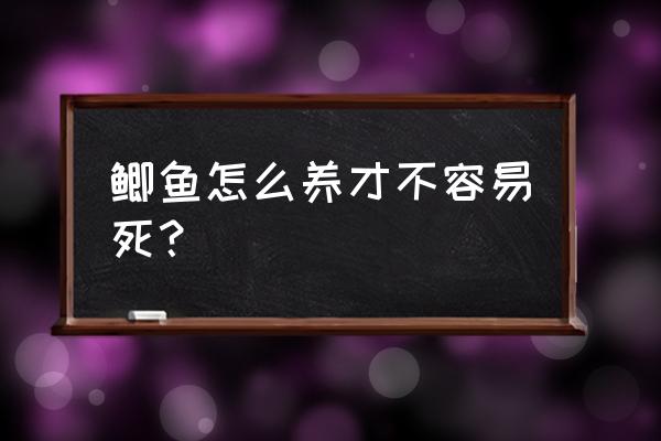 大头鱼怎么养才不会死 鲫鱼怎么养才不容易死？