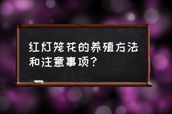 灯笼花怎么养才好养呢 红灯笼花的养殖方法和注意事项？