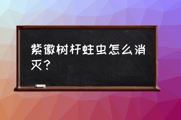 冬季介壳虫家用灭杀方法 紫徽树杆蛀虫怎么消灭？