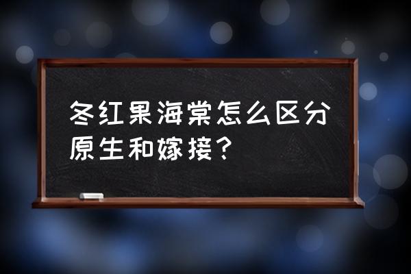 嫁接苗和原生苗怎么识别 冬红果海棠怎么区分原生和嫁接？