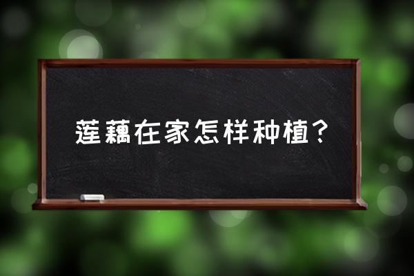 种植莲藕最简单方法 莲藕在家怎样种植？