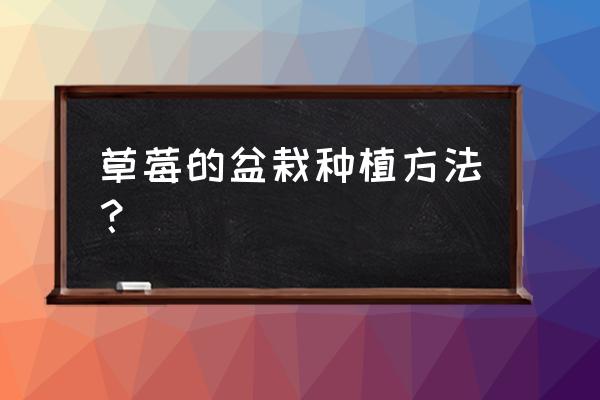 草莓的种植方法和习性 草莓的盆栽种植方法？