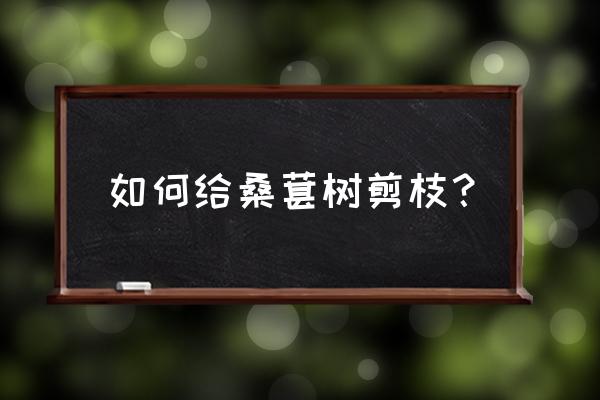 桑葚树太高了怎么修剪 如何给桑葚树剪枝？