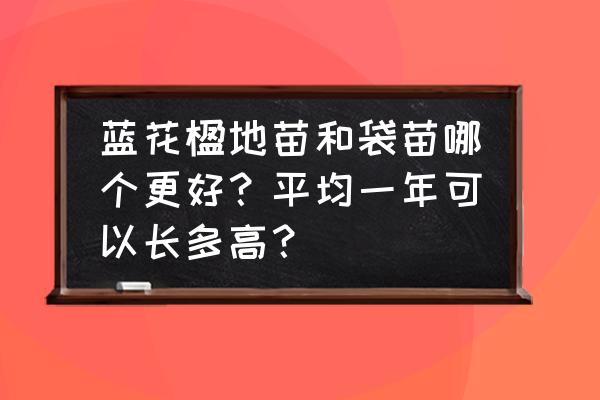 1米高蓝花楹树苗价格 蓝花楹地苗和袋苗哪个更好？平均一年可以长多高？