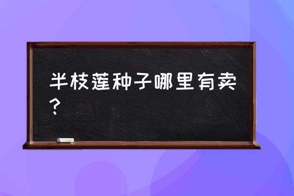 半枝莲的种子怎么种植 半枝莲种子哪里有卖？