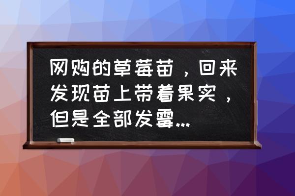 吃了发霉的草莓怎么补救 网购的草莓苗，回来发现苗上带着果实，但是全部发霉了，这苗还能种吗？