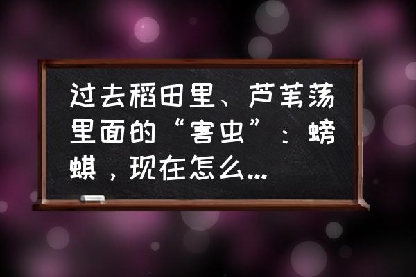 猪发烧退烧最快土法 过去稻田里、芦苇荡里面的“害虫”：螃蜞，现在怎么成了香饽饽，为什么呢？