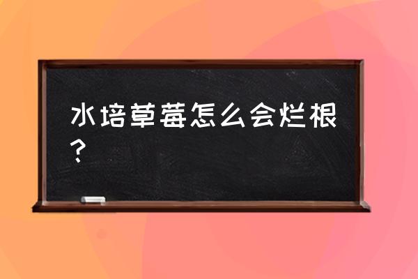 水培草莓最快的方法 水培草莓怎么会烂根？