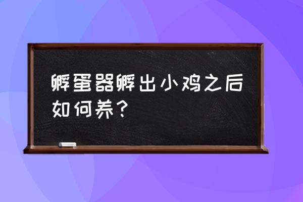 小鸡仔买回家怎样养 孵蛋器孵出小鸡之后如何养？