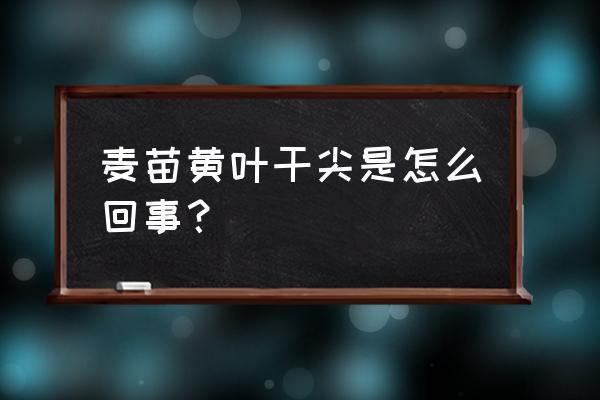 麦苗出来后发黄不旺怎么办 麦苗黄叶干尖是怎么回事？