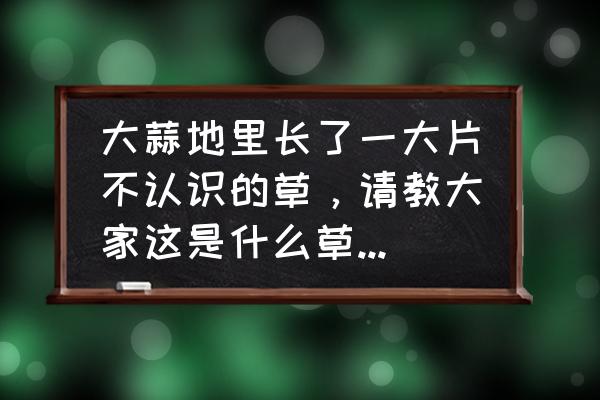 大蒜种植后多久拿掉盖在上面的草 大蒜地里长了一大片不认识的草，请教大家这是什么草啊，怎么根除呢？在线等，着急啊？